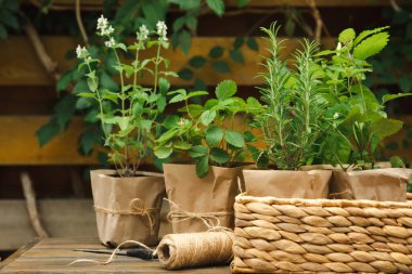 Different aromatic potted herbs on a blurred green background. Spices and herbs in a vase. Rosemary, strawberry, pepper and mint planted in pots.