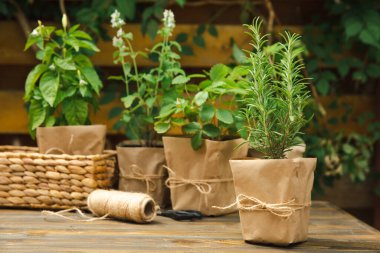 Different aromatic potted herbs on a blurred green background. Spices and herbs in a vase. Rosemary, strawberry, pepper and mint planted in pots.