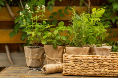 Different aromatic potted herbs on a blurred green background. Spices and herbs in a vase. Rosemary, strawberry, pepper and mint planted in pots.