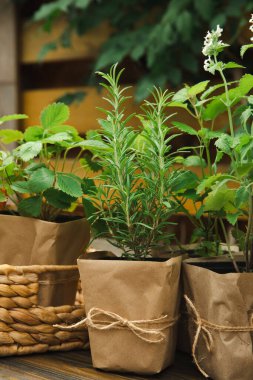 Different aromatic potted herbs on a blurred green background. Spices and herbs in a vase. Rosemary, strawberry, pepper and mint planted in pots.
