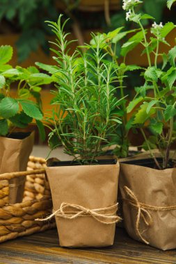 Different aromatic potted herbs on a blurred green background. Spices and herbs in a vase. Rosemary, strawberry, pepper and mint planted in pots.