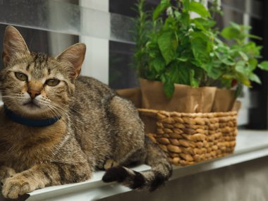 Pencerede saksıda taze bitkiler var. Kahverengi kağıt ambalajında biberiye, nane, biber ve çilek içeren kedi yavrusu. Baharat ve baharat tohumları. Tenceredeki çeşitli taze otlar..
