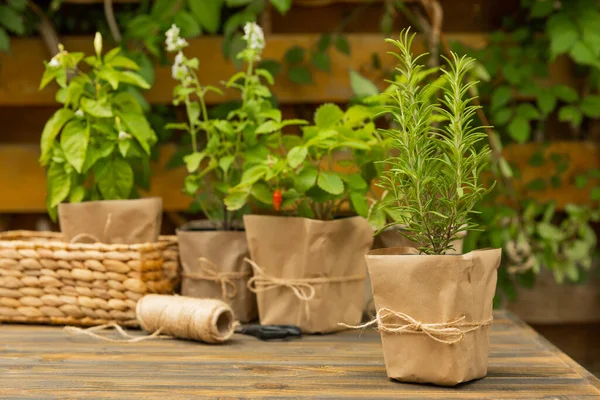 Different aromatic potted herbs on a blurred green background. Spices and herbs in a vase. Rosemary, strawberry, pepper and mint planted in pots.