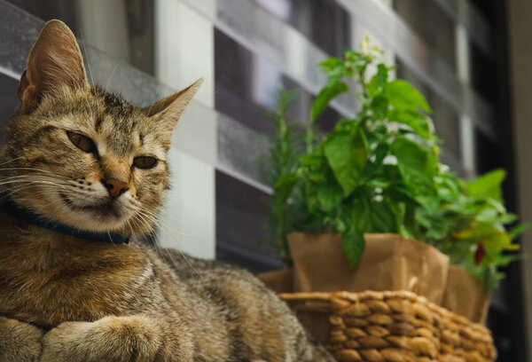 Fresh garden herbs in pots on the window. Kitten with rosemary, mint, pepper and strawberry herbs in brown paper packaging. Seedling of spicy spices and herbs. Assorted fresh herbs in a pot.