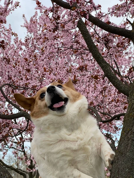Cheerful Cute Corgi Dog Background Pink Sakura Blossoms Spring Flowers — ストック写真