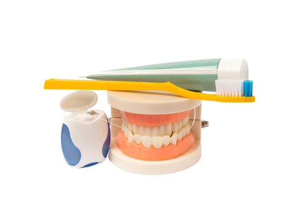 白い背景に隔離された顎モデル 歯ブラシ 歯磨き粉 歯科用フロス 歯のケア 新鮮な息だ 介護の防止 歯の概念 — ストック写真