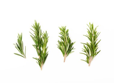 Biberiye beyaz arka planda izole edilmiş. Taze biberiye buketi. Baharatlar ve bitkiler.