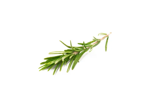 Rosemary Isolated White Background Fresh Bouquet Rosemary Spices Herbs — Stock Photo, Image