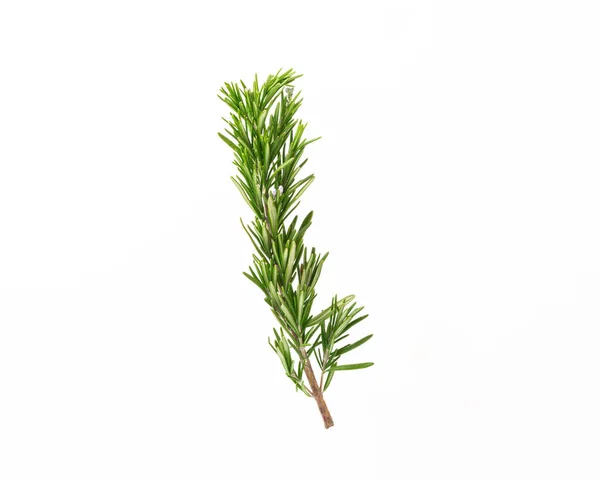 Rosemary Isolated White Background Fresh Bouquet Rosemary Spices Herbs — Stock Photo, Image
