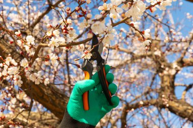 Baharda dalların budanması. Mezhepçilerle bahçıvanın elleri. Bahçe işleri konsepti. Bahçede bahar işi. Çiçek açan ağaçlar. Sakura.