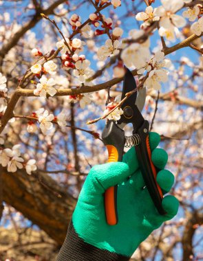 Baharda dalların budanması. Mezhepçilerle bahçıvanın elleri. Bahçe işleri konsepti. Bahçede bahar işi. Çiçek açan ağaçlar. Sakura.