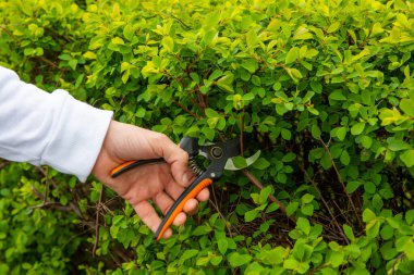 Baharda dalların budanması. Mezhepçilerle bahçıvanın elleri. Bahçe işleri konsepti. Bahçede bahar işi. Çiçek açan ağaçlar. Sakura.