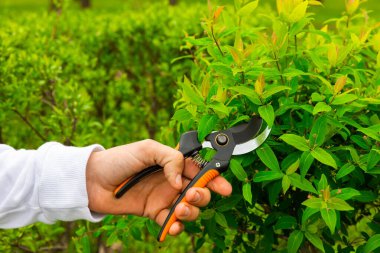 Baharda dalların budanması. Mezhepçilerle bahçıvanın elleri. Bahçe işleri konsepti. Bahçede bahar işi. Çiçek açan ağaçlar. Sakura.