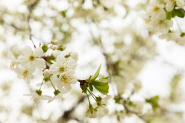 Baharda kiraz çiçekleri doğada güneşli bir günde mavi bir gökyüzüne karşı. İlkbahar kavramı. Alerji.