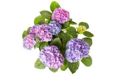 Ortanca beyaz arka planda izole edilmiş. Demlikteki ortanca. Güzel çiçekler. Bahar buketi. Mavi, pembe ve leylak çiçekleri..