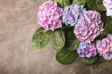 Hydrangea Blooming. Siyah bir arka planda antika ortanca çiçekleri. Bir saksıda ortanca. Mavi, pembe ve leylak rengi ortanca çiçekleri. Çiçek arkaplanı. Çiçek çizimi. Geçmişe dönüş.