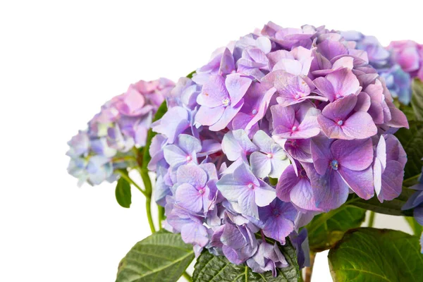 Hydrangea Изолированы Белом Фоне Гидрангея Кастрюле Красивые Цветы Весенний Букет — стоковое фото