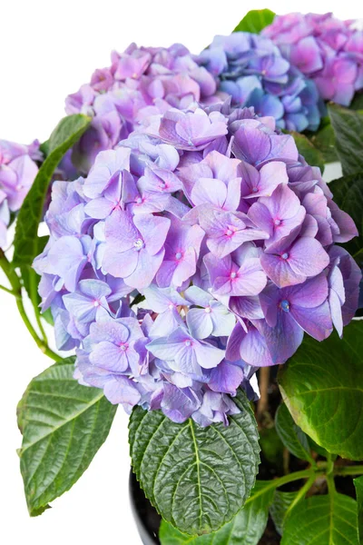 Hydrangea Изолированы Белом Фоне Гидрангея Кастрюле Красивые Цветы Весенний Букет — стоковое фото
