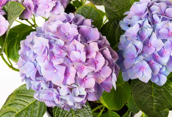 Hydrangea Isolerad Vit Bakgrund Hydrangea Kruka Vackra Blommor Vårbukett Blå — Stockfoto