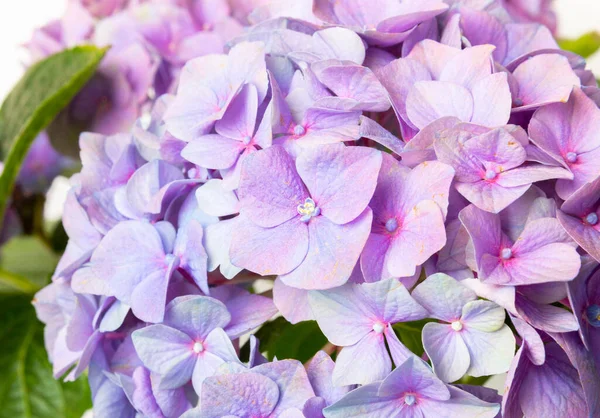 Hydrangea Isolert Hvit Bakgrunn Hydrangea Kjele Vakre Blomster Vårbukett Blå – stockfoto