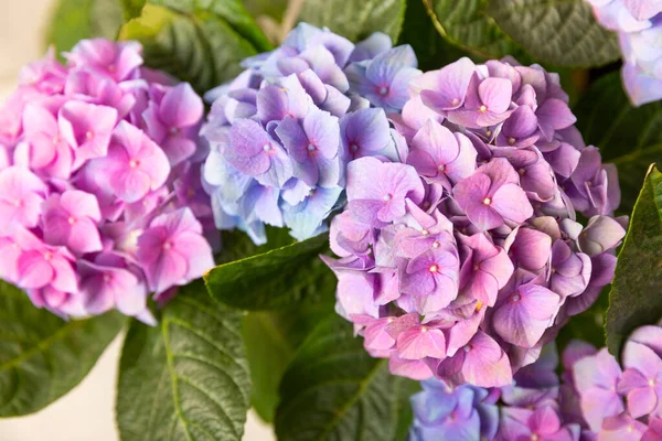 Цветение Гиалурогеи Hydrangea Красочном Размытом Фоне Гидрангея Кастрюле Красивые Цветы — стоковое фото