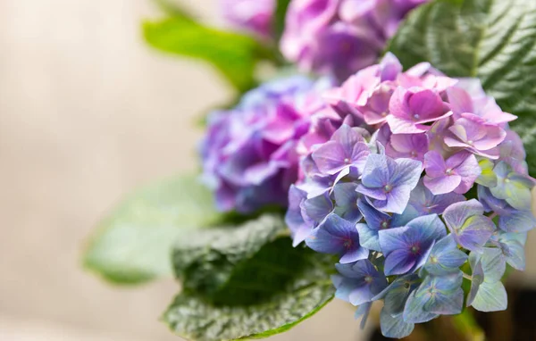 Hydrangea开花 色彩斑斓的模糊背景上的海德拉 海德拉盖在一个罐子里 美丽的花朵春天的花束蓝色 粉色和淡紫色的绣花花花 — 图库照片