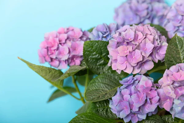 Ortanca Çiçeği Renkli Bulanık Bir Arka Planda Ortanca Demlikteki Ortanca — Stok fotoğraf