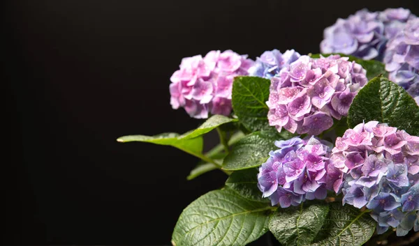 在黑色的背景上 古老的水仙花在黑色的背景上 水仙花在水仙花中 美丽的春天花束 粉色和淡紫色的绣花花花 花朵背景 — 图库照片