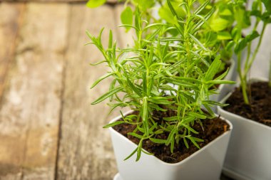 Tencerede otlar. Koyu dokulu arka planda saksılarda yetişen çeşitli taze otlar. Yakın plan. Biberiye, fesleğen, nane, kekik ve kekik. Bir potada taze aromatik bitkiler karıştırdım. Metinler için bir yer..