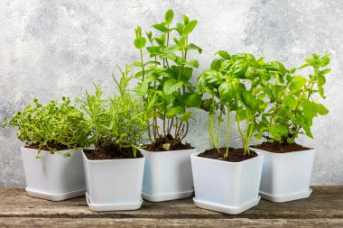 Taze aromalı saksılar. Arka planda taze otlar yetiştirilmiş taze otlar. Yakın plan. Biberiye, fesleğen, nane, kekik ve kekik. Bir potada taze aromatik bitkiler karıştırdım. Metinler için bir yer..