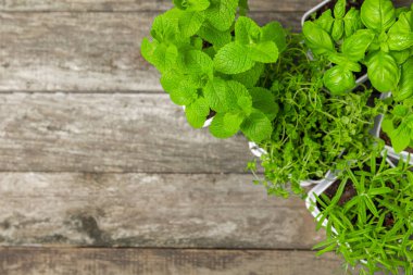 Tencerede otlar. Koyu dokulu arka planda saksılarda yetişen çeşitli taze otlar. Yakın plan. Biberiye, fesleğen, nane, kekik ve kekik. Bir potada taze aromatik bitkiler karıştırdım. Metinler için bir yer..