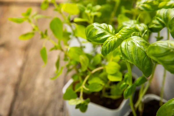 stock image Herbs in a pot. Assorted fresh herbs growing in pots on a dark textured background. Close-up. Rosemary, basil, mint, thyme and oregano. Mixed fresh aromatic herbs in a pot.Spicy herbs.Place for text.