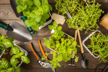 Kahverengi ahşap kaplarda yetişen çeşitli taze otlar. Yakın plan. Yeşil fesleğen, nane. kekik, kekik ve biberiye. Potasyum içinde taze aromatik otlar. Mutfak bitkileri. Anlaşıldı. Yaşam tarzı konsepti.