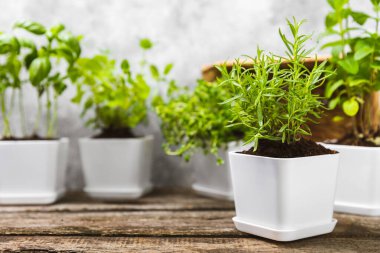 Saksıda yetişen çeşitli taze otlar. Mavi bir duvara karşı. Yakın plan. Yeşil fesleğen, nane. kekik, kekik ve biberiye. Potslarda taze aromatik otlar. Mutfak bitkileri. Anlaşıldı. Bahçe konsepti..