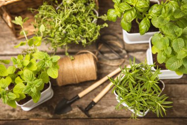 Tencerelerde yetişen çeşitli taze otlar. Yakın plan. Yeşil fesleğen, nane. kekik, kekik ve biberiye. Potasyum içinde taze aromatik otlar. Mutfak bitkileri. Anlaşıldı. Yaşam tarzı konsepti.