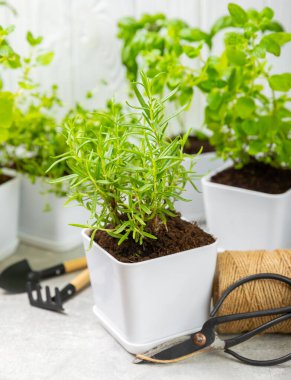 Tencerelerde beyaz bir duvara karşı yetişen çeşitli taze otlar. Yakın plan. Yeşil fesleğen, nane. kekik, kekik ve biberiye. Potslarda taze aromatik otlar. Mutfak bitkileri. Anlaşıldı. Bahçe konsepti..