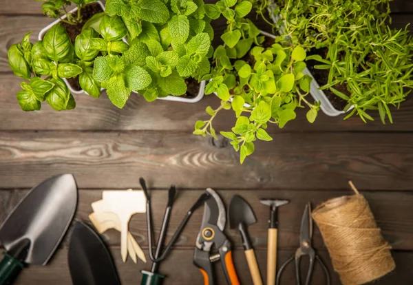 stock image Assorted fresh herbs growing in pots on brown wood. Close-up. Green basil, mint. oregano, thyme and rosemary. Mixed fresh aromatic herbs in pots.Set of culinary herbs.Copy space.Lifestyle concept