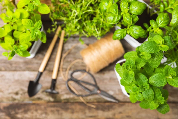 stock image Assorted fresh herbs growing in pots on texture wood. Close-up. Green basil, mint. oregano, thyme and rosemary. Mixed fresh aromatic herbs in pots.Set of culinary herbs.Copy space.Lifestyle concept