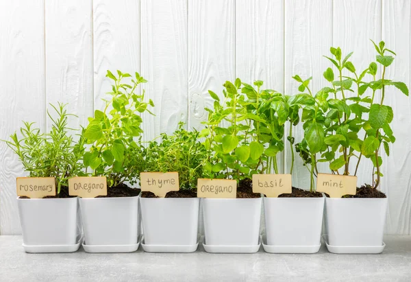 Assorted Fresh Herbs Growing Pots White Wall Close Green Basil — Stock Photo, Image