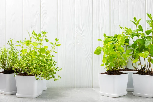 Tencerelerde beyaz bir duvara karşı yetişen çeşitli taze otlar. Yakın plan. Yeşil fesleğen, nane. kekik, kekik ve biberiye. Potslarda taze aromatik otlar. Mutfak bitkileri. Anlaşıldı. Bahçe konsepti..
