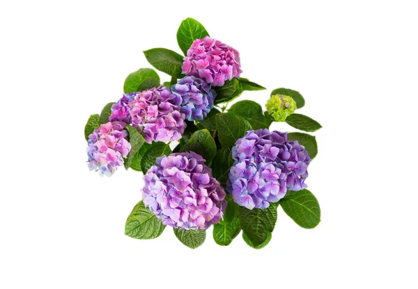 Hydrangea在白色背景上被隔离 海德拉盖在一个罐子里 美丽的花朵春天的花束蓝色 粉色和淡紫色的绣花花 — 图库照片