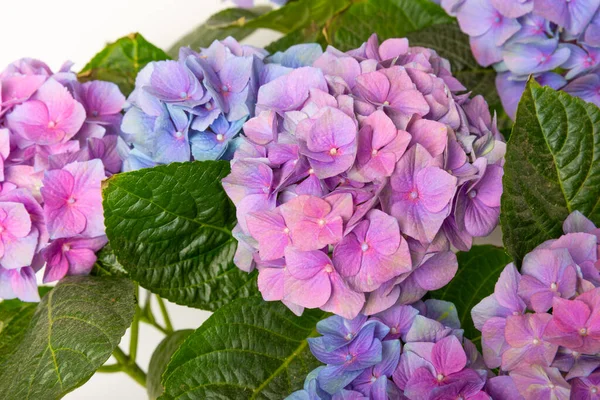 Цветение Гиалурогеи Hydrangea Красочном Размытом Фоне Гидрангея Кастрюле Красивые Цветы — стоковое фото