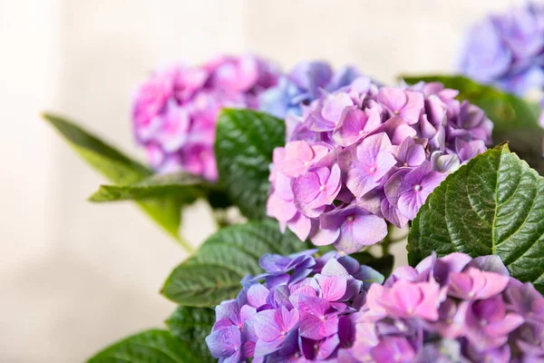 Hydrangea开花 色彩斑斓的模糊背景上的海德拉 海德拉盖在一个罐子里 美丽的花朵春天的花束蓝色 粉色和淡紫色的绣花花花 — 图库照片