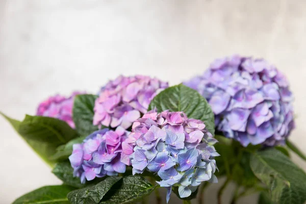Kwitnąca Hortensja Hidrangea Kolorowym Tle Hidrangea Garnku Piękne Kwiaty Wiosenny — Zdjęcie stockowe