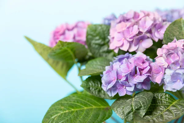Ortanca Çiçeği Renkli Bulanık Bir Arka Planda Ortanca Demlikteki Ortanca — Stok fotoğraf