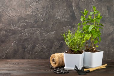 Tencerelerde taze bahçe otları. Biberiye, nane, çilek, fesleğen, kekik ve kekik. Baharat ve baharat tohumları. Tencerede çeşitli taze otlar. Ev aroması ve aşçılık bitkileri.