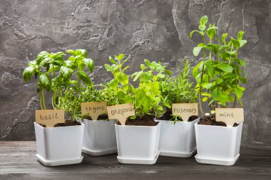 Tencerelerde taze bahçe otları. Biberiye, nane, çilek, fesleğen, kekik ve kekik. Baharat ve baharat tohumları. Tencerede çeşitli taze otlar. Ev aroması ve aşçılık bitkileri.
