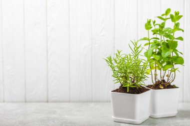 Tencerelerde taze bahçe otları. Tencerede nane ve biberiye. Baharat ve baharat tohumları. Tencerede çeşitli taze otlar. Ev aroması ve aşçılık bitkileri.