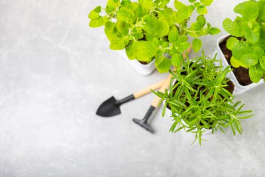 Tencerelerde taze bahçe otları. Biberiye, nane, çilek, fesleğen, kekik ve kekik. Baharat ve baharat tohumları. Tencerede çeşitli taze otlar. Ev aroması ve aşçılık bitkileri.