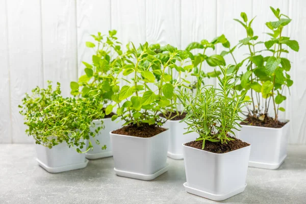 Fresh Garden Herbs Pots Rosemary Mint Strawberry Basil Oregano Thyme — Stock Photo, Image